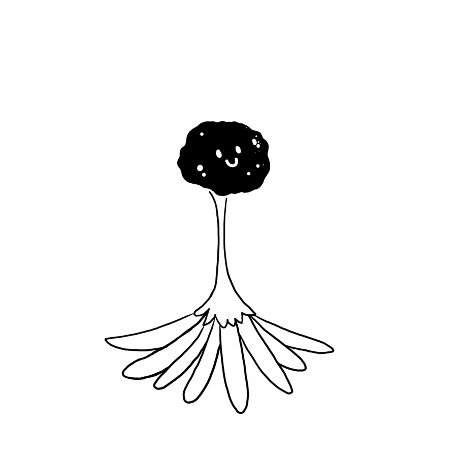 paquerette